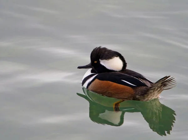 Птица Мергансер Капюшоне Lophodytes Cucullatus Плавает Мелководье — стоковое фото