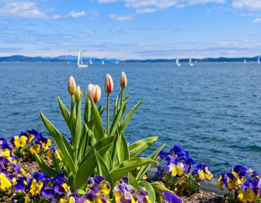 Sidney 'de baharın başlarında açan laleler.