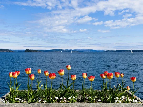 Tulipas Florescendo Início Primavera Costa Sidney — Fotografia de Stock