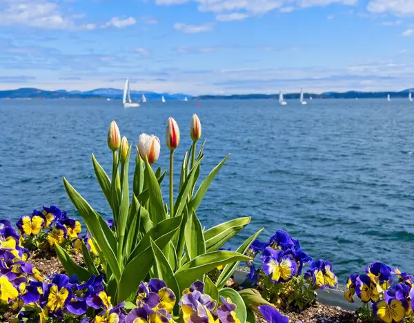 Tulpen Bloeien Vroeg Lente Aan Kust Van Sidney — Stockfoto