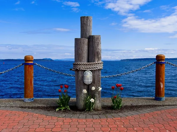 Tulpaner Blommar Tidigt Våren Vid Stranden Sidney — Stockfoto