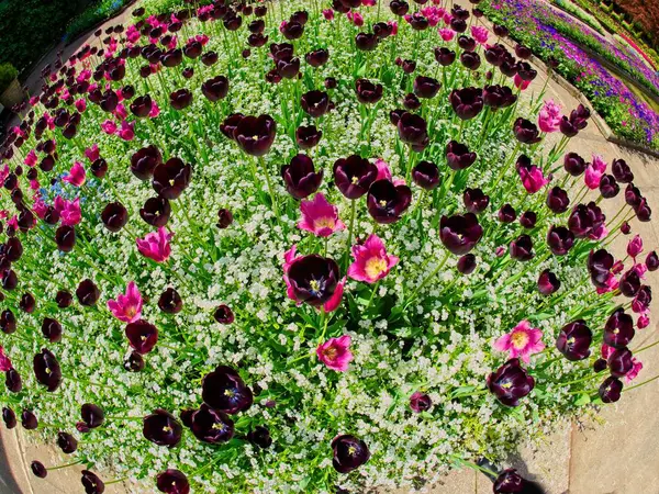 Tulipanes Rojos Rosados Oscuros Con Los Olvidadizos Azules Macizo Flores — Foto de Stock