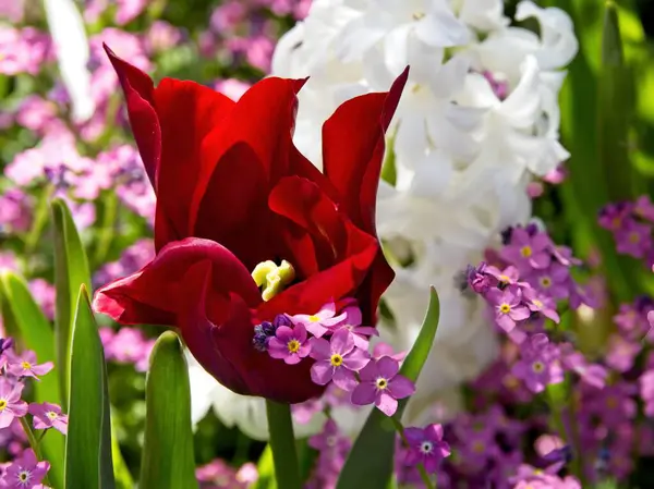 Frühlingsblumenbeet Gefüllt Mit Roten Tulpen Weißen Und Rosa Blüten — Stockfoto