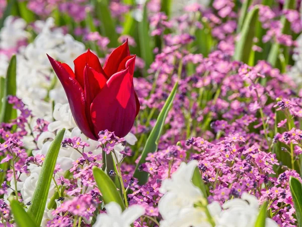 Cama Flores Primavera Llena Tulipanes Rojos Flores Blancas Rosas — Foto de Stock