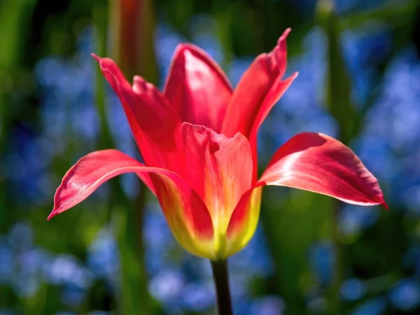 Jarní Květinové Záhony Plné Červených Tulipánů Modrých Květin — Stock fotografie