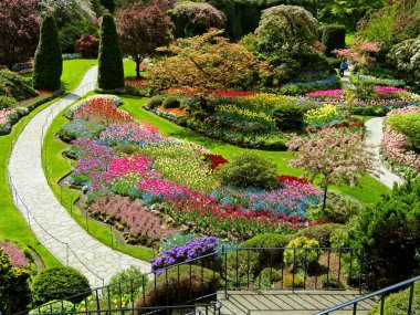 Victoria BC, Kanada - 1 Mayıs 2020. Baharda çiçek açan Butchart Bahçeleri 'ndeki yemyeşil bahçe. Çiçeklerin üzerinde renkli laleler var.