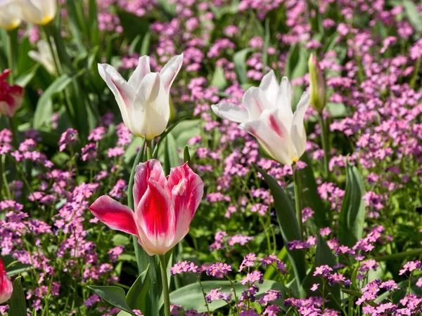 Tulipanes Rosados Blancos Que Abren Primavera — Foto de Stock