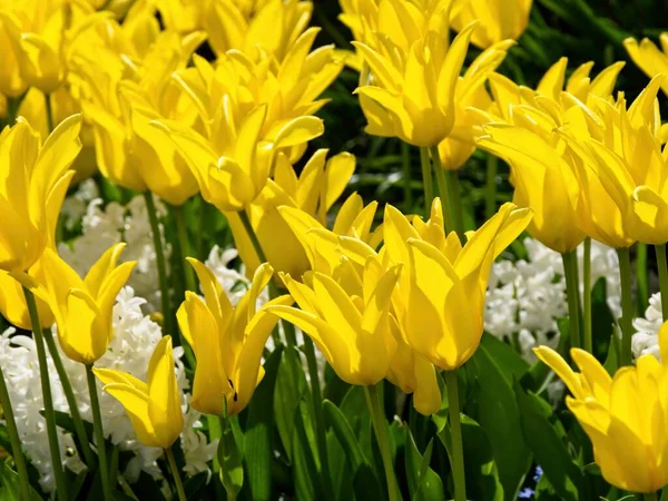 Tulipani Gialli Che Aprono Primavera — Foto Stock