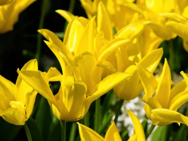 Tulipani Gialli Che Aprono Primavera — Foto Stock