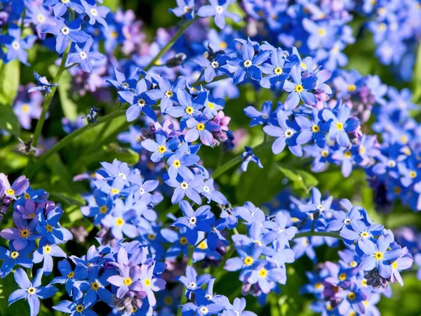 Blauwe Vergeet Mij Nietjes Bedekken Grond Het Bloembed — Stockfoto