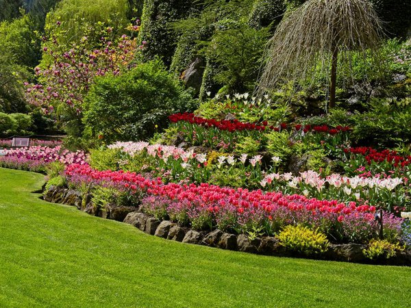 Lush garden blooming in the spring with colorful tulips on the flower beds