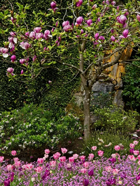 Jardín Exuberante Floreciendo Primavera Con Tulipanes Coloridos Los Macizos Flores — Foto de Stock