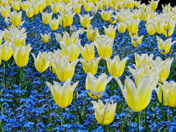 Saftiger Garten Blüht Frühling Mit Bunten Tulpen Auf Den Beeten — Stockfoto