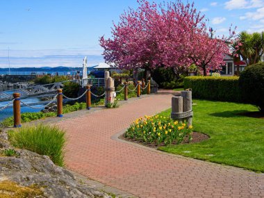 Sidney BC, Vancouver Adası 'nın kıyı şeridi boyunca bahar mevsiminde muhteşem bir yürüyüş.