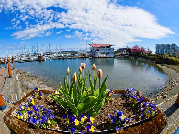 Sidney Vancouver Adası Nın Kıyı Şeridi Boyunca Bahar Mevsiminde Muhteşem — Stok fotoğraf