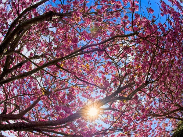 Explosão Solar Vista Através Das Flores Uma Cerejeira — Fotografia de Stock