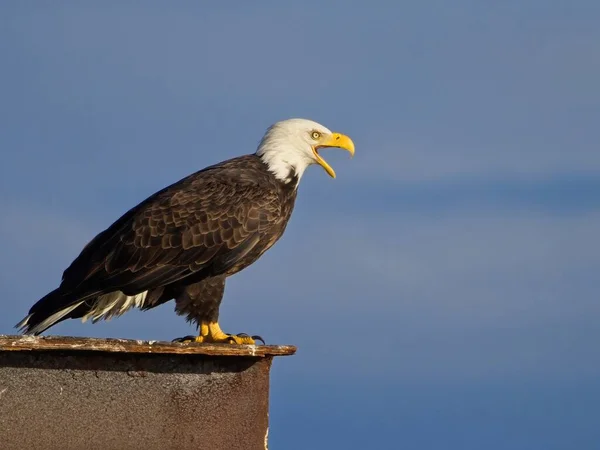 Bald Eagle Perched Sidney Coast Blue Sky Beak Open — Stock Photo, Image