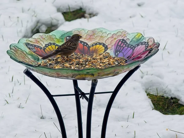 Passero Della Casa Passer Domesticus Mangiare Semi Alimentatore Sullo Sfondo — Foto Stock