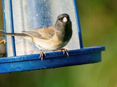 Yemlikte siyah gözlü erkek junco (Junco hyemalis)