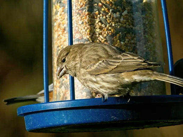 House Sparrow Passer Domesticus Feeder — Stock Photo, Image