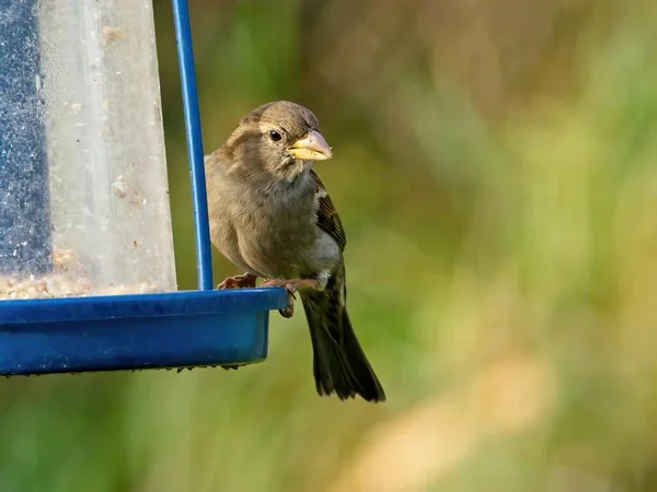 饲料机上的家养麻雀 Passer Domesticus — 图库照片