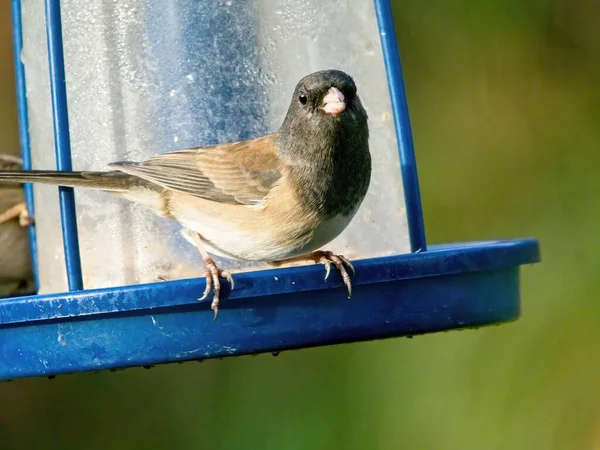 Male Dark Eyed Junco Junco Hyemalis Feeder — Stock Photo, Image