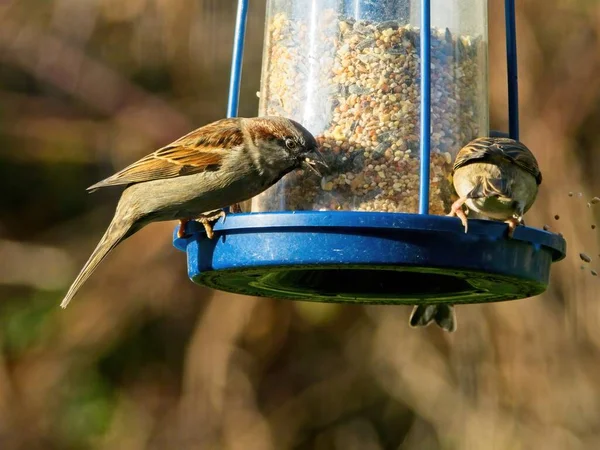 House Sparrow Passer Domesticus Feeder — Stock Photo, Image