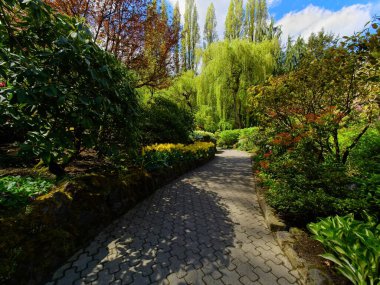 Bahçedeki yürüyüş yolu yemyeşil bahar çiçeklerinin arasında elma ağacı çiçek açıyor.