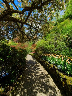 Bahçedeki yürüyüş yolu yemyeşil bahar çiçeklerinin arasında elma ağacı çiçek açıyor.
