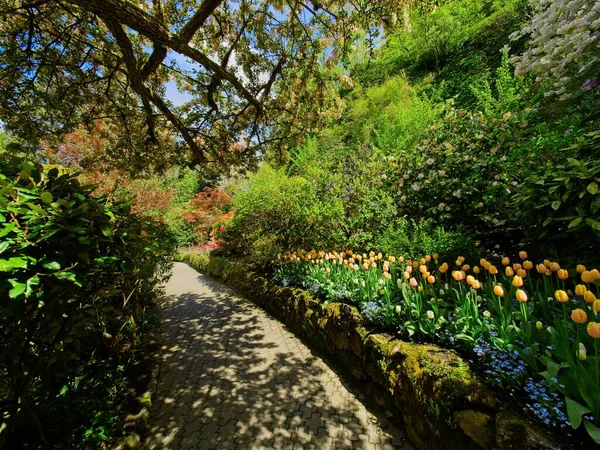 Garden Walkway Lush Springtime Flowerbeds Apple Tree Blooms — Stock Photo, Image