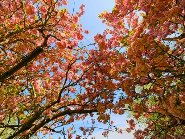 Árvore Maçã Floresce Acima Cabeça — Fotografia de Stock