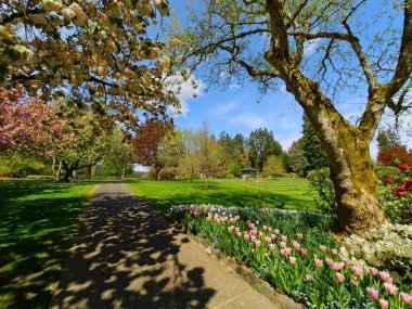 Bahçedeki yürüyüş yolu yemyeşil bahar çiçeklerinin arasında elma ağacı çiçek açıyor.