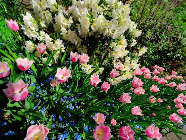 Розовые Белые Тюльпаны Клумбе Цветут Весной — стоковое фото