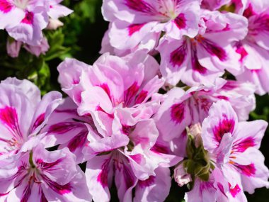 İlkbaharda açan çiçek tarhında pembe laleler.