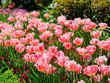 İlkbaharda açan çiçek tarhında pembe laleler.