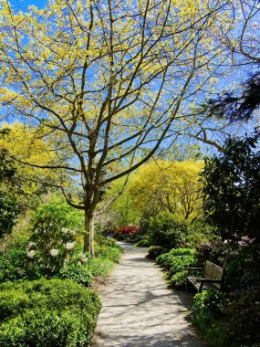 Victoria İ.Ö. 'deki Finnerty Bahçeleri' nde bahar ayları yürüyüş yolları ve banklarla çiçek açar.