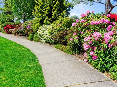 İlkbaharda çiçek açan rhododendronlarla yürüme