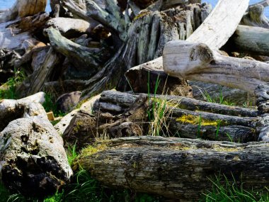 Batı Kanada kıyısındaki sahil boyunca sürüklenen odun yığınları