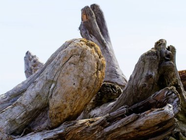 Batı Kanada kıyısındaki sahil boyunca sürüklenen odun yığınları