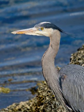 MÖ Sidney 'de kayalık sahilde yürüyen Büyük Mavi Balıkçıl' ın yakın çekimi.