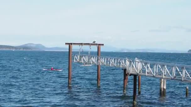 Bald Eagle Observing Canoes Floating Perched Steel Construction Sidney Shore — Vídeo de Stock