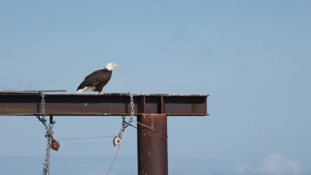 Bald Eagle Bersolek Bawah Angin Kencang Bertengger Konstruksi Baja Pantai — Stok Video