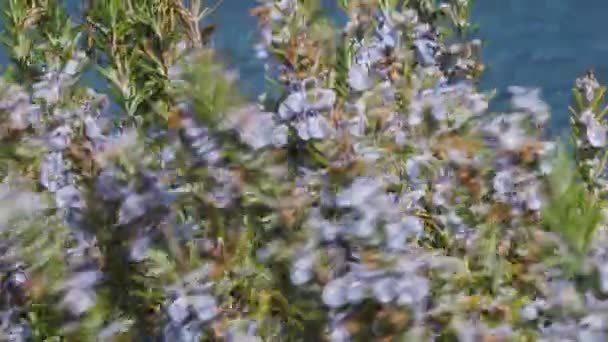 Цветущие Цветы Розмарина Сильным Ветром — стоковое видео