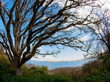 Sıra dışı şekilli çıplak ağaç dalları M.Ö. Victoria 'daki Oak Körfezi kıyısı boyunca uzanır.