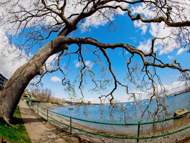 Sıra dışı şekilli çıplak ağaç dalları M.Ö. Victoria 'daki Oak Körfezi kıyısı boyunca uzanır.