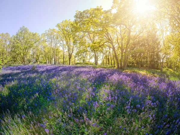 Campo Lupinos Púrpura Azul Lupinus Perennis Floreciendo Primavera Parque Público —  Fotos de Stock