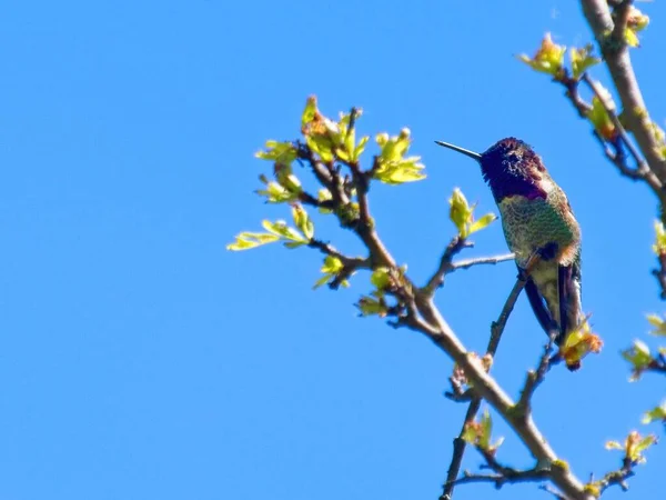 Colibri Anna Perché Sur Une Branche Aux Feuilles Jaunes Contre — Photo