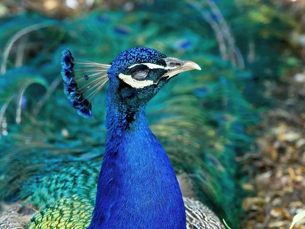 Männliches Pfauenporträt Frühling — Stockfoto