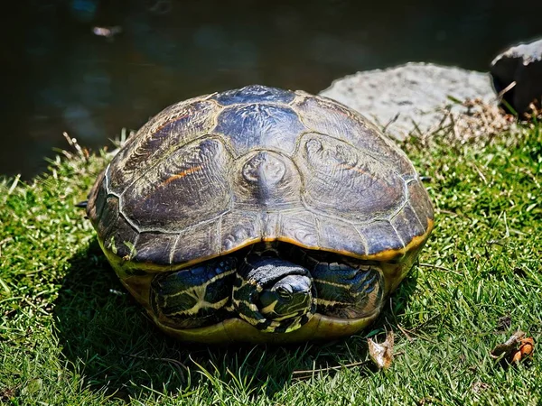 Schildpadden Zonnen Bij Zomerweer Oever Van Het Meer Park Beacon — Stockfoto