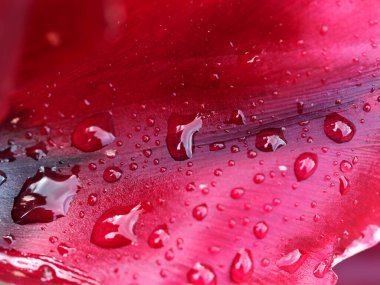 Çiçek tarlalarında çiçek açan kırmızı ve pembe laleler.